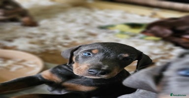 Dobermann dogs - Advert 12