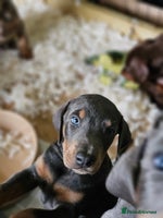 Dobermann dogs - Advert 1