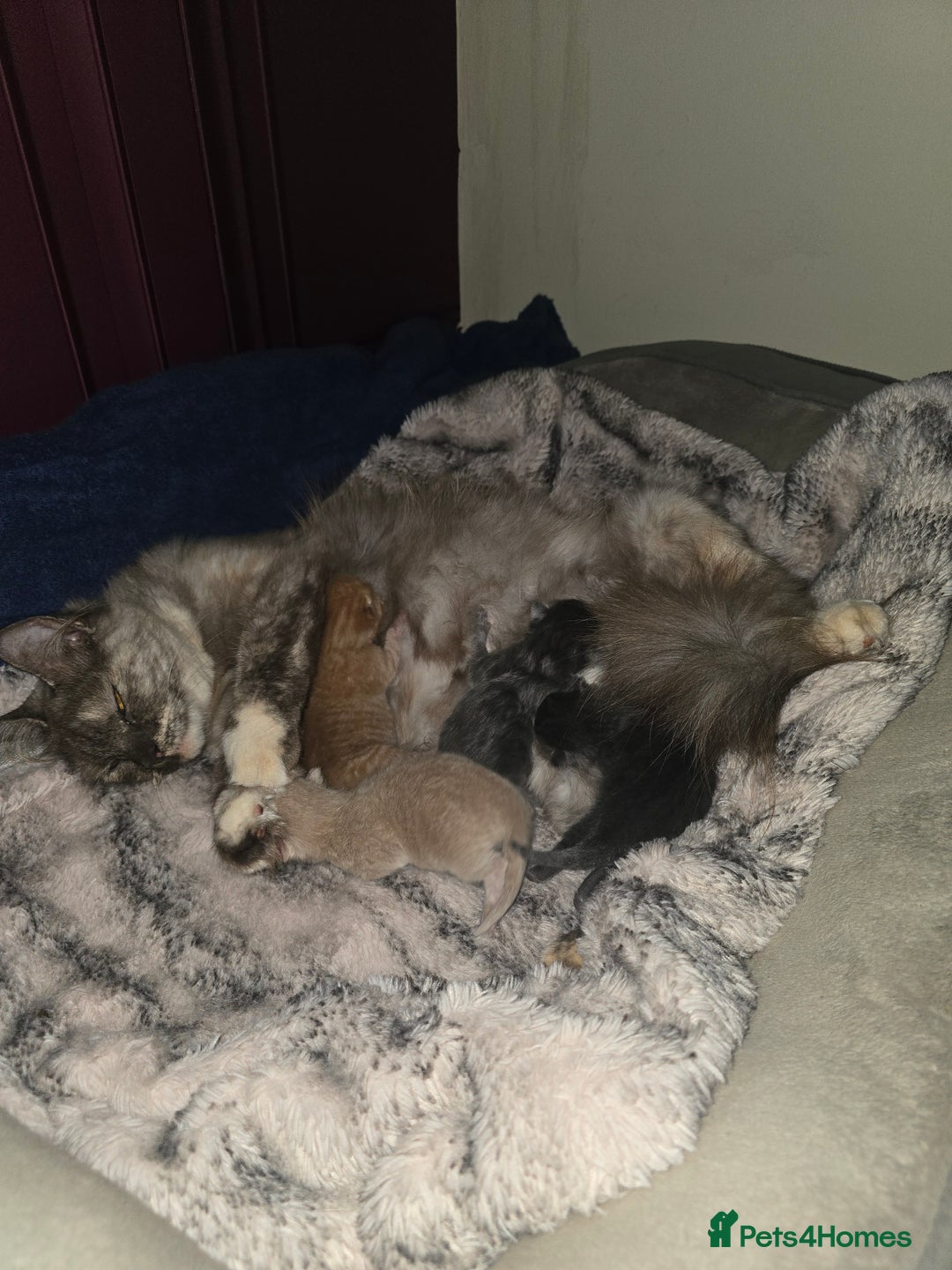 Ragdoll cats for sale: Rag doll x  - Image 5