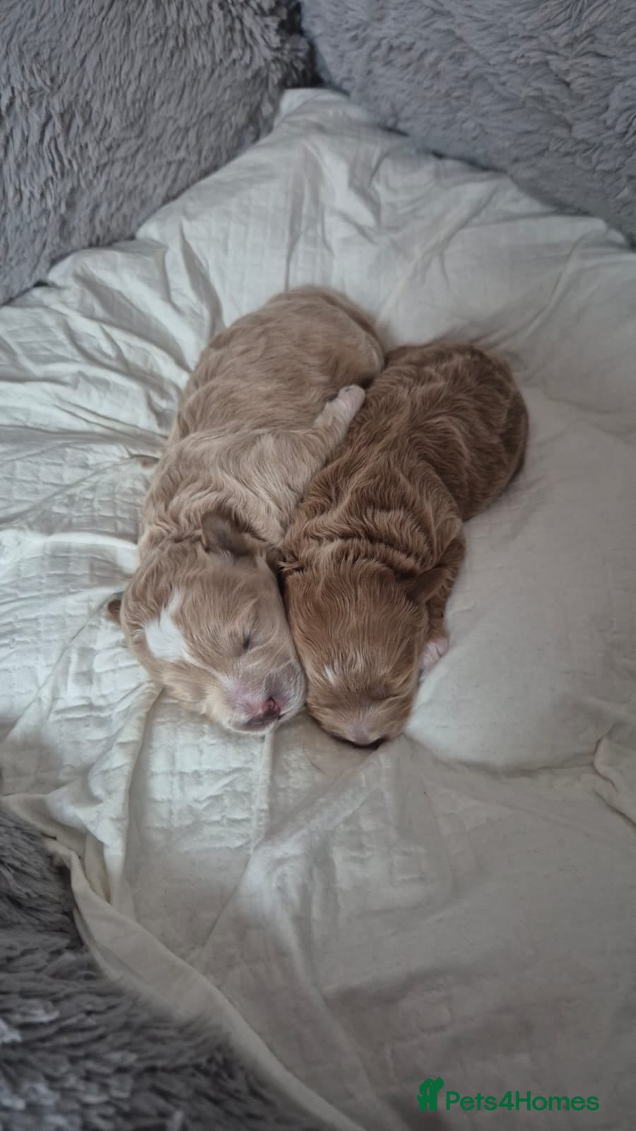 Maltipoo dogs 2x Maltipoo boys - Advert 6