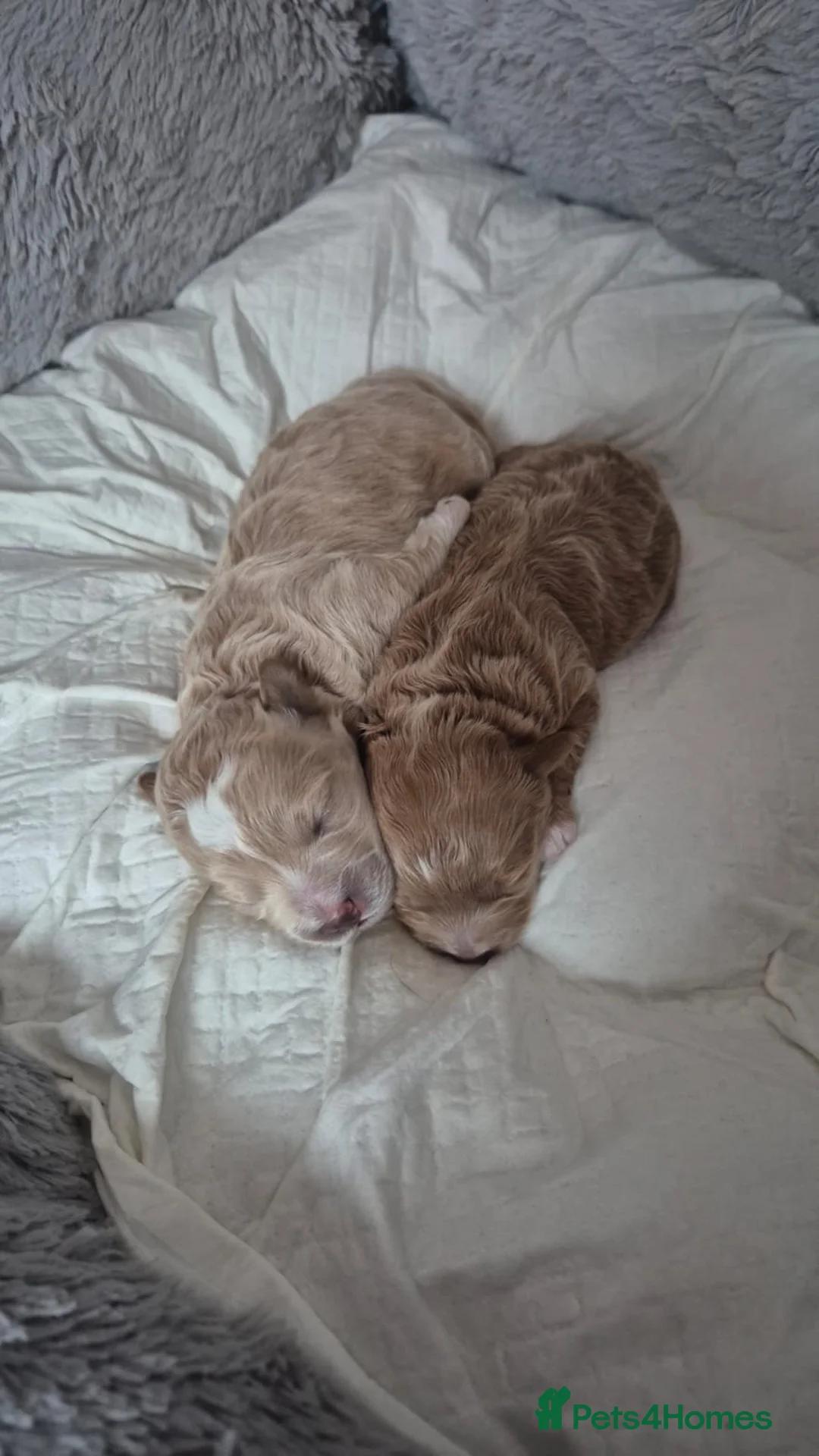 Maltipoo dogs for sale: 2x Maltipoo boys - Advert 1