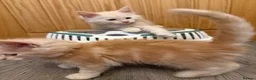 Maine Coon cats for sale: GCCF and TICA  Main Coone Kittens  - Advert 14