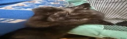 Ragdoll cats for sale: Absolute unique beauties Mink Ragdoll x BSH - Advert 3