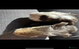 Guinea Pig rodents for sale: Swiss & texel GP  - Advert 4