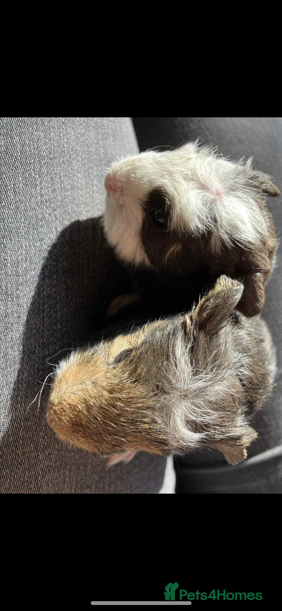 Guinea Pig rodents for sale: Swiss & texel GP  - Advert 4