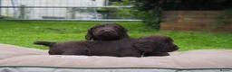 Cocker Spaniel dogs for sale: KC registered Working Cockers- Maesydderwen bred - Advert 24