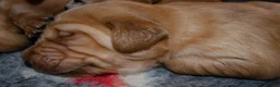 Golden Retriever dogs for sale: KC 𝑫𝒂𝒓𝒌 𝑹𝒆𝒕𝒓𝒊𝒆𝒗𝒆𝒓 𝑷𝒖𝒑𝒑𝒊𝒆𝒔 - Advert 7