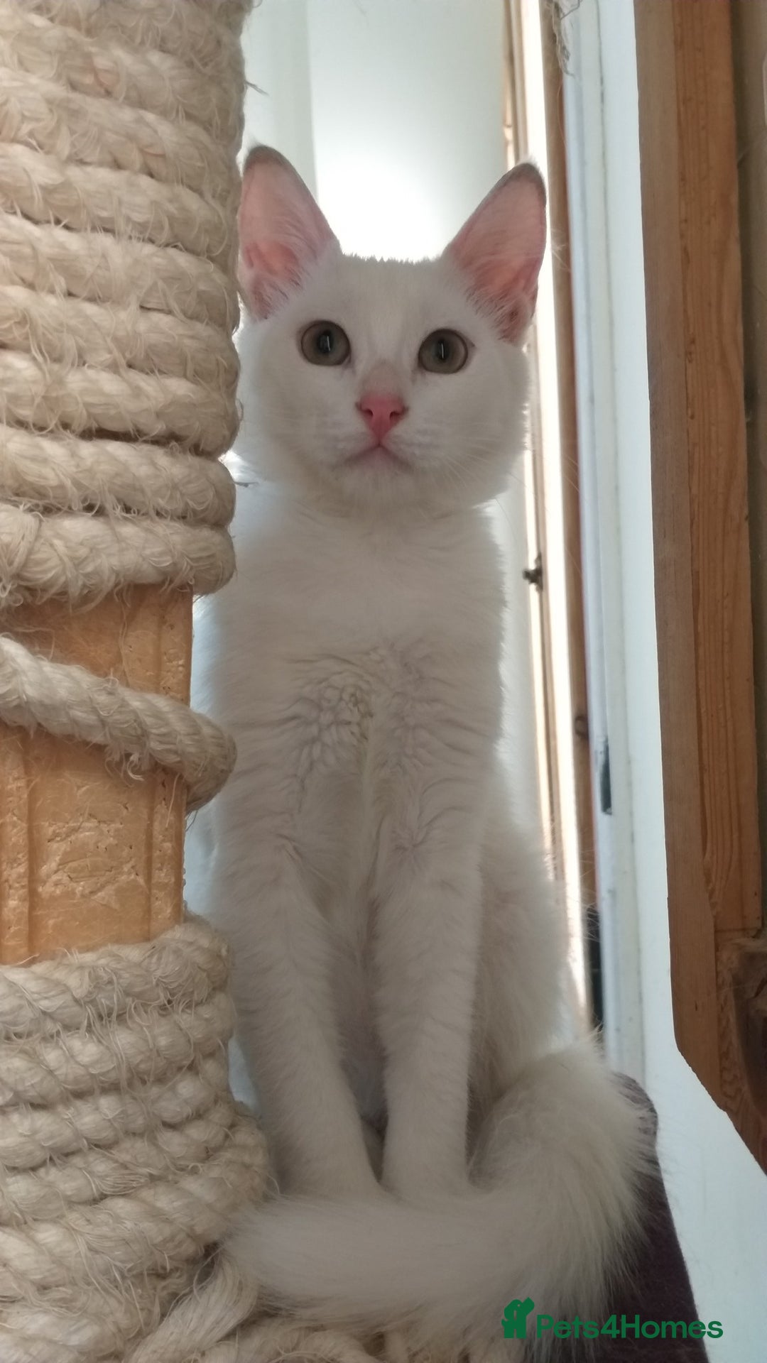 Mixed Breed cats for adoption: Sweet Natascha is ready for love <3 - Image 3