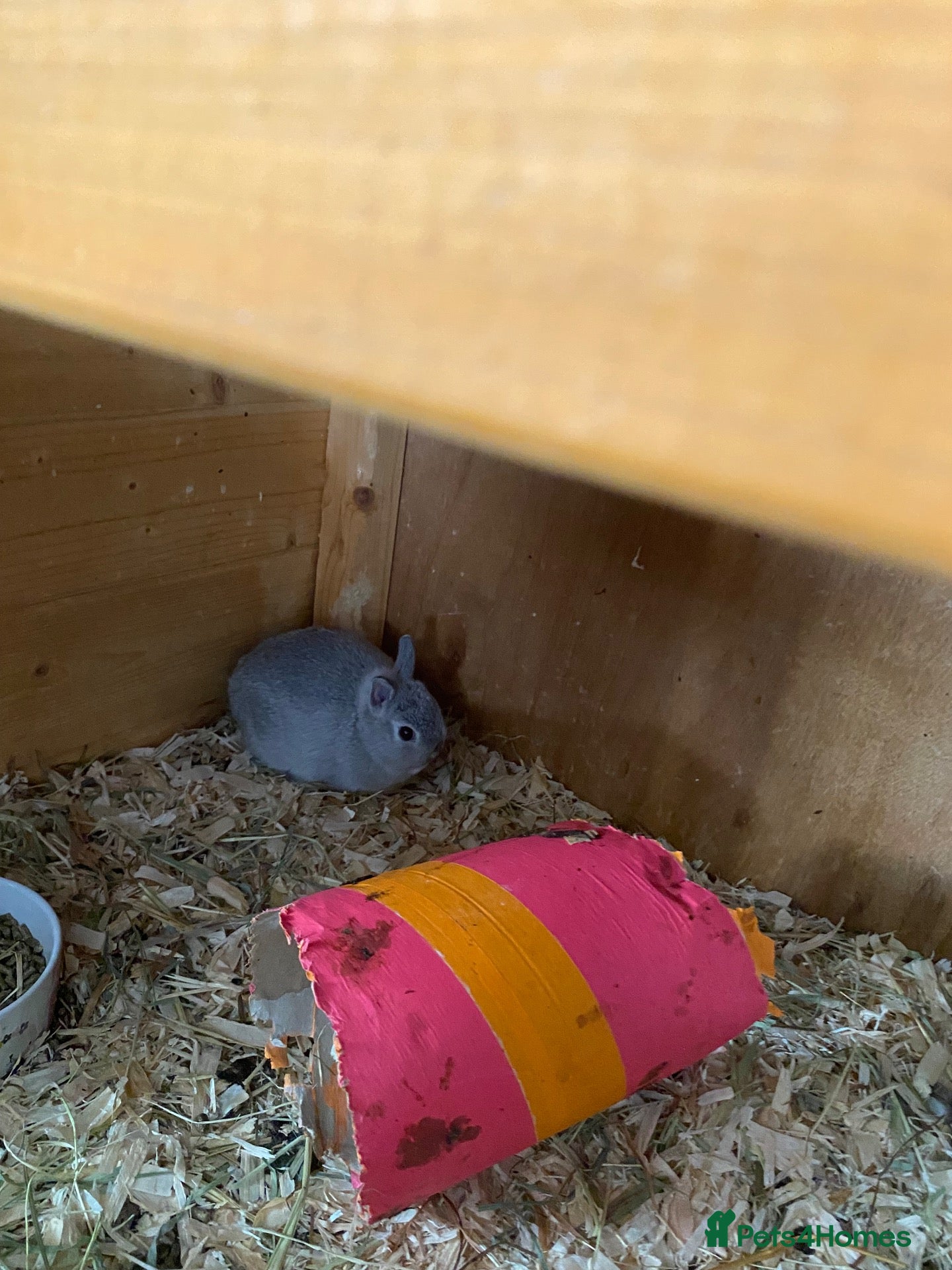 Netherland Dwarf rabbits Beautiful baby Netherland dwarf - Advert 9