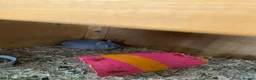 Netherland Dwarf rabbits for sale: Beautiful baby Netherland dwarfs  - Advert 4