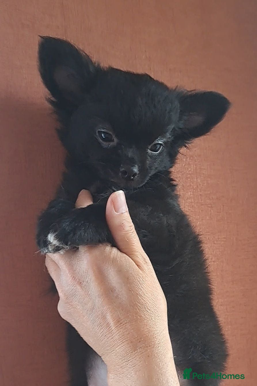Chihuahua dogs Last Boy available long coat male chihuahua pup - Advert 20