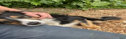 Border Collie dogs for sale: Robbie, 9 year old working Border Collie - Advert 6