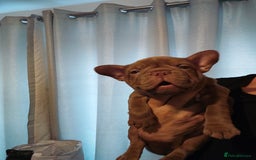 French Bulldog dogs for sale: Adorable Puppies looking for their forever home - Advert 6