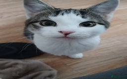 Domestic Shorthair cats for sale: Cute Domestic short hair Kitten, 5 Months Old  - Image 1