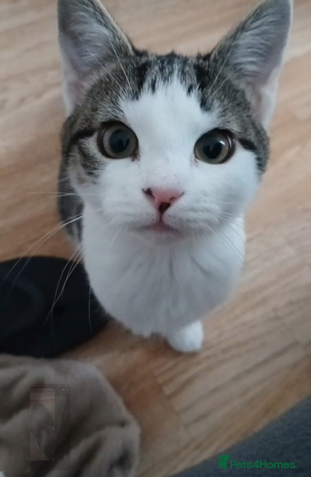 Domestic Shorthair cats for sale: Cute Domestic short hair Kitten, 5 Months Old  - Image 1