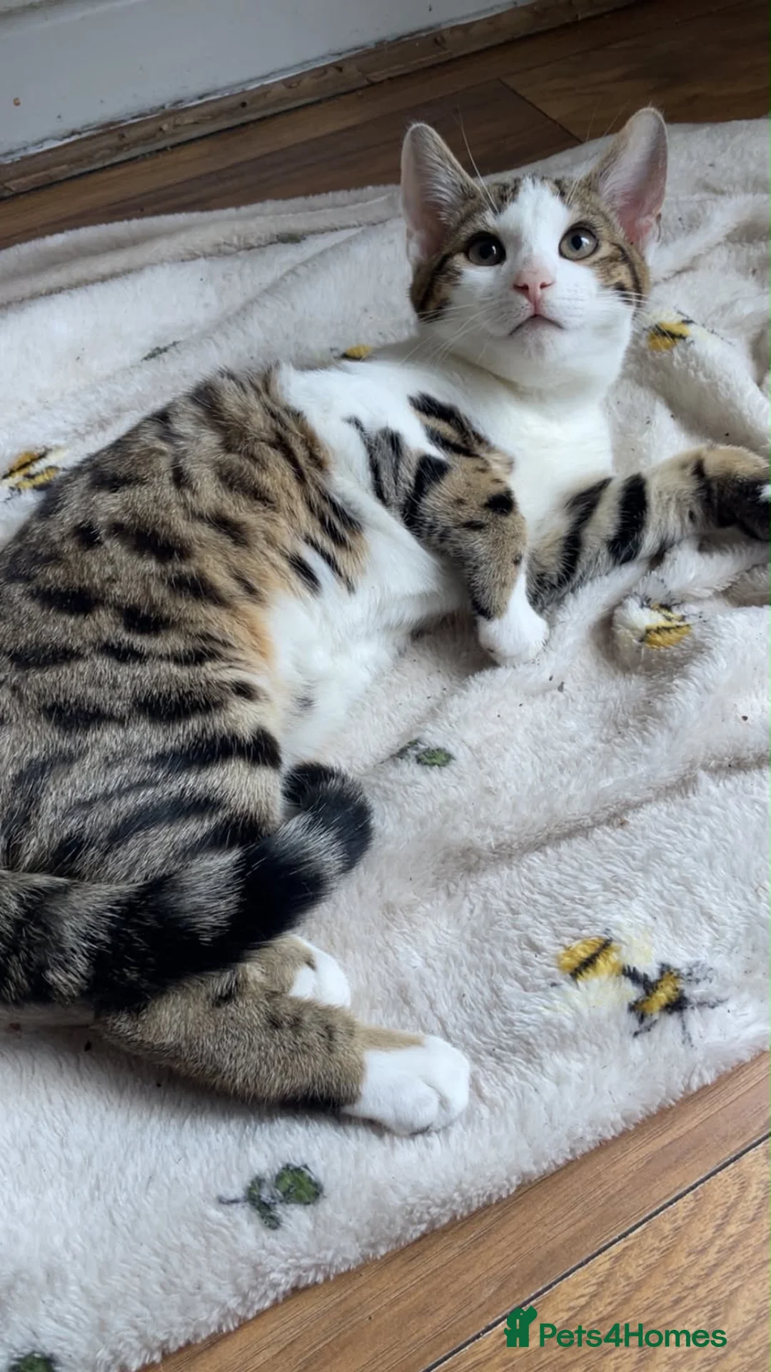 Bengal cats for sale: HALF BENGAL KITTENS FOR SALE - Advert 2