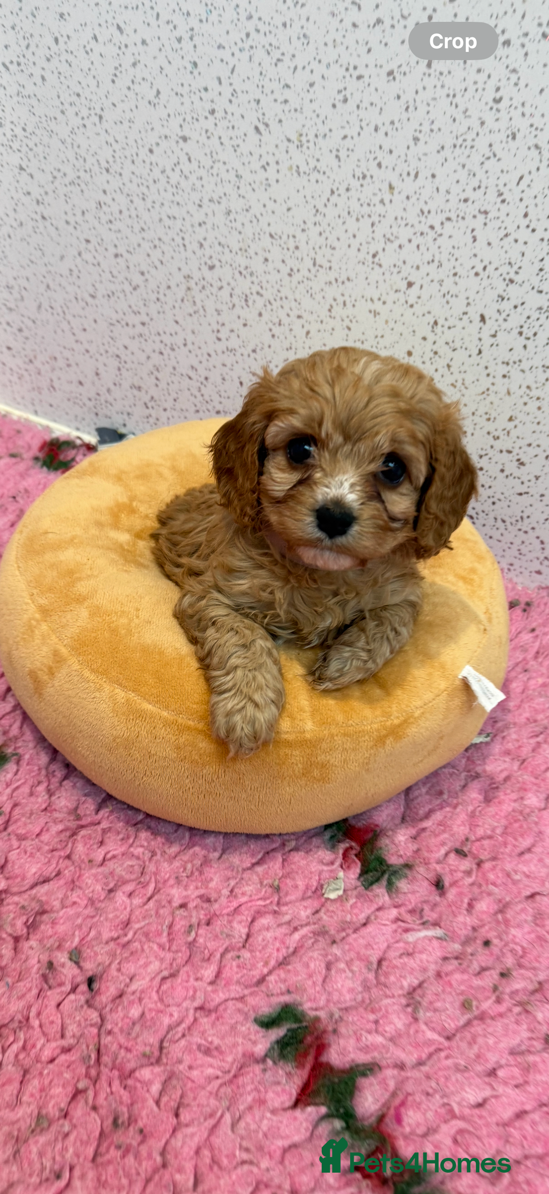 Cockapoo dogs for sale: Beautiful Health Tested F1 Show Cockapoos - Image 29