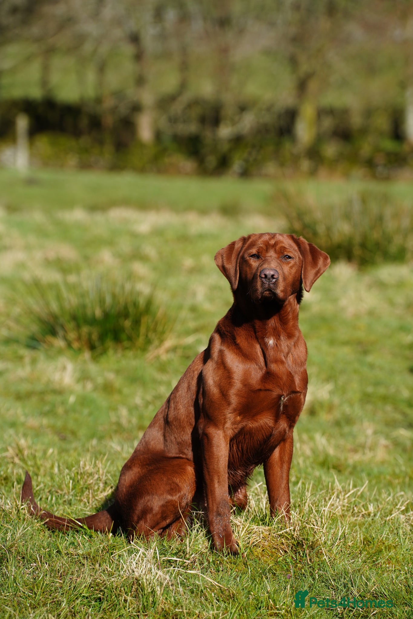 Labrador Retriever dogs DARK RED FULLY HEALTH TESTED LABRADOR STUD - Advert 1