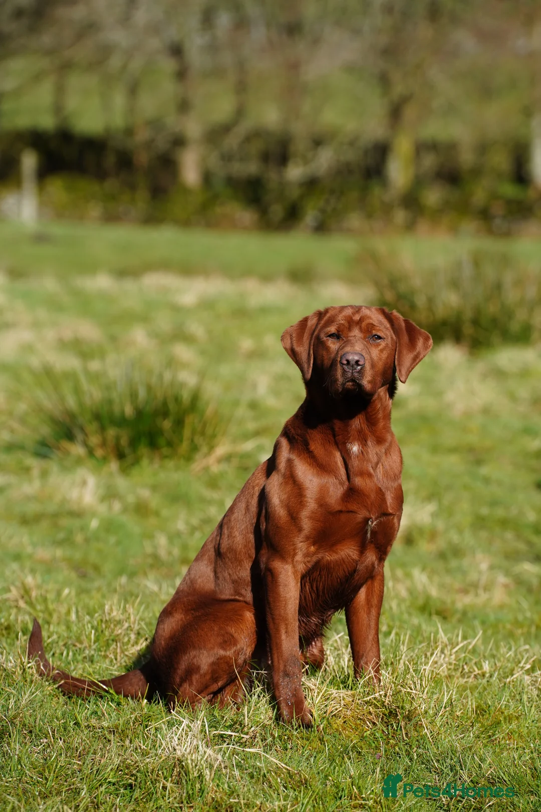 Labrador Retriever dogs for stud: DARK RED FULLY HEALTH TESTED LABRADOR STUD - Advert 1