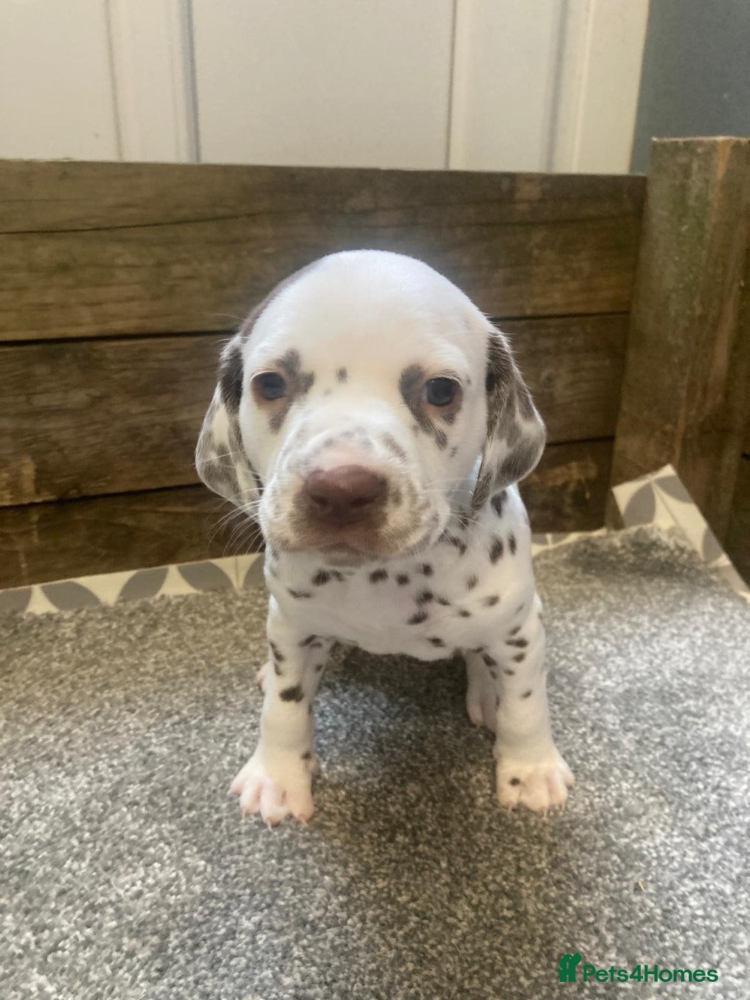 Dalmatian dogs for sale: KC Dalmatian Puppies  - Image 13