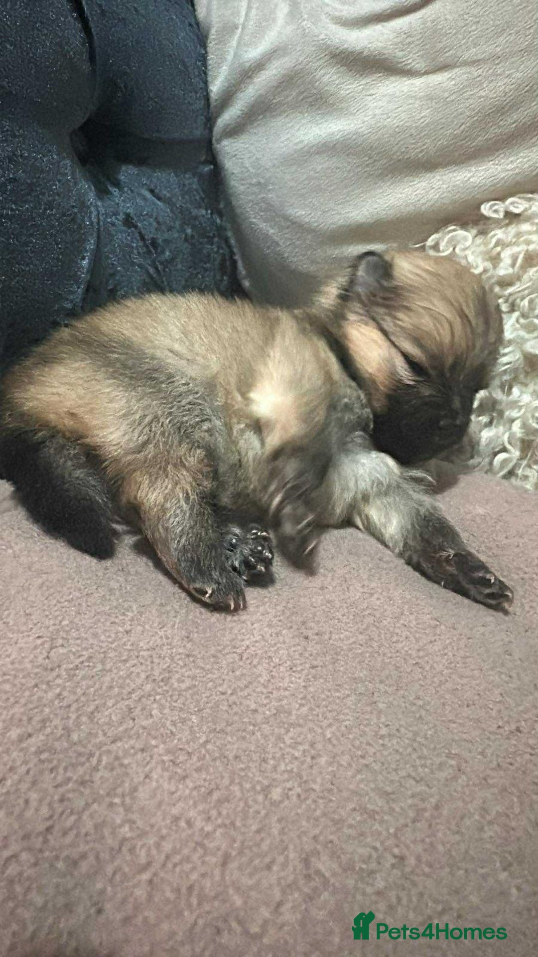 Pomeranian dogs for sale: Toy Pomeranian - Advert 4