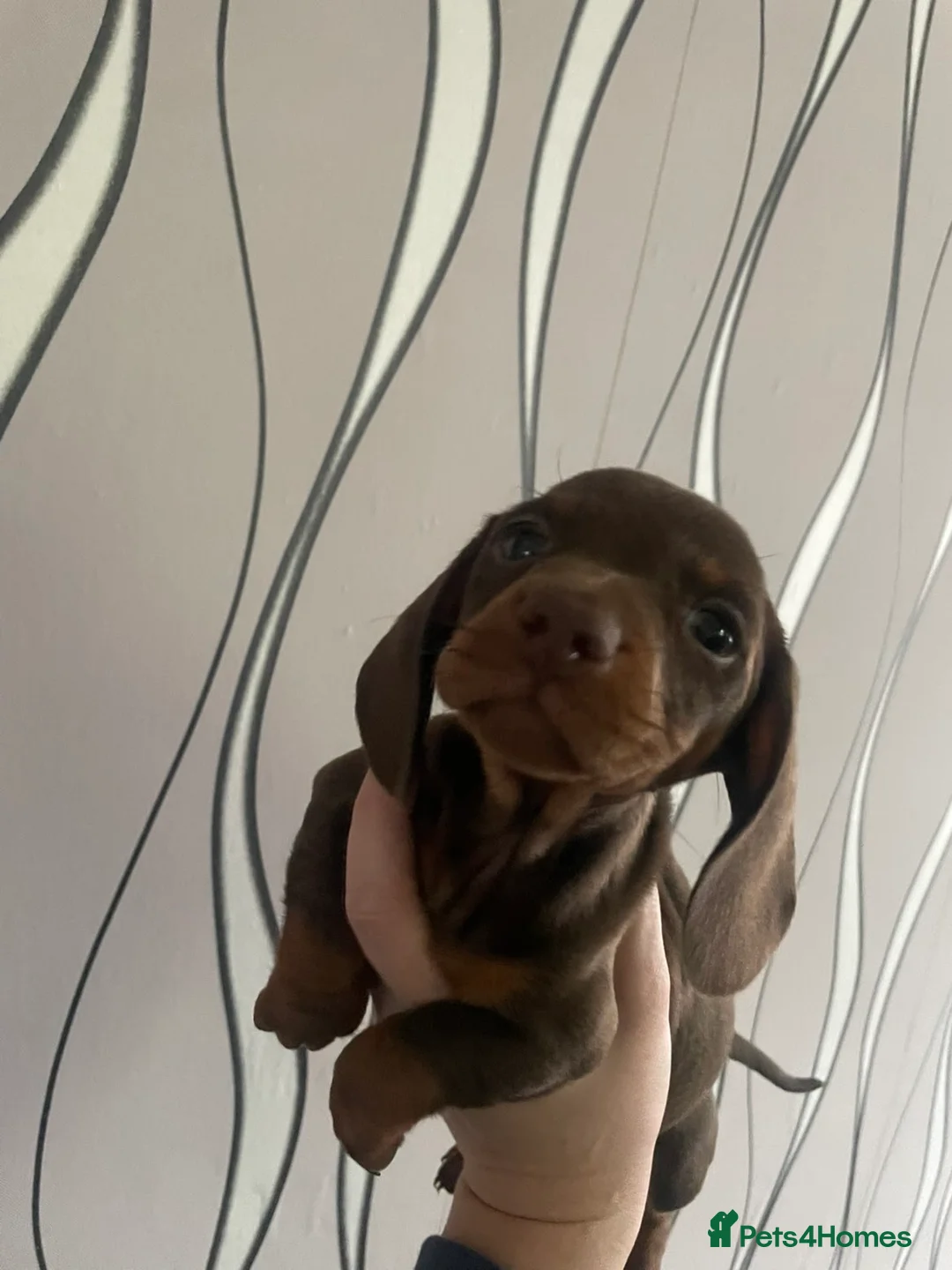 Dachshund dogs for sale: Dachshund puppies looking for forever homes🏡 - Advert 3