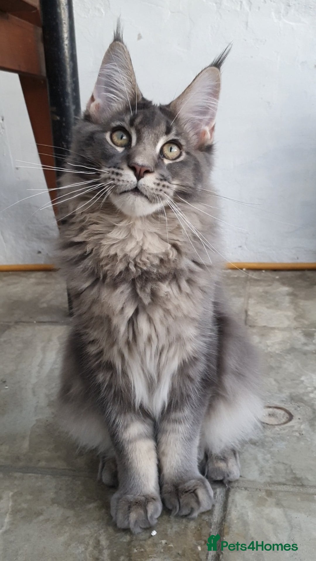 Maine Coon cats for sale: 🏅GCCF🏅 champion line pure maine coon in Waltham Cross - Image 10
