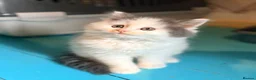 Mixed Breed cats for sale: Super cute Mainecoon x Persian  - Advert 10