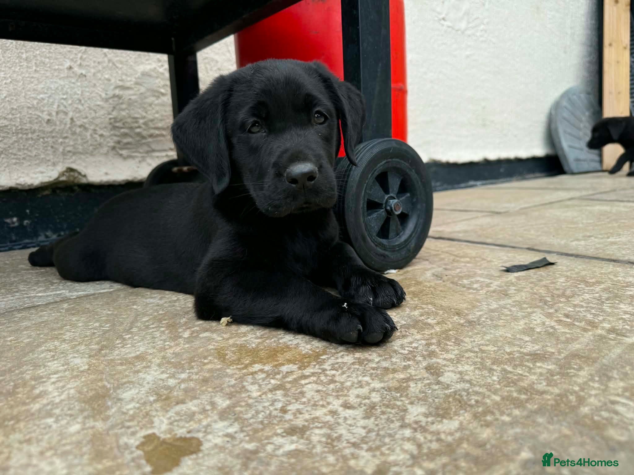 Labrador Retriever dogs 3 boys Labrador puppy’s ready to leave - Advert 2