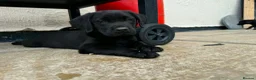 Labrador Retriever dogs for sale: 3 boys Labrador puppy’s ready to leave - Advert 2