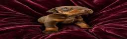 Dobermann dogs for sale: DOBERMANN PUPPIES - Advert 7