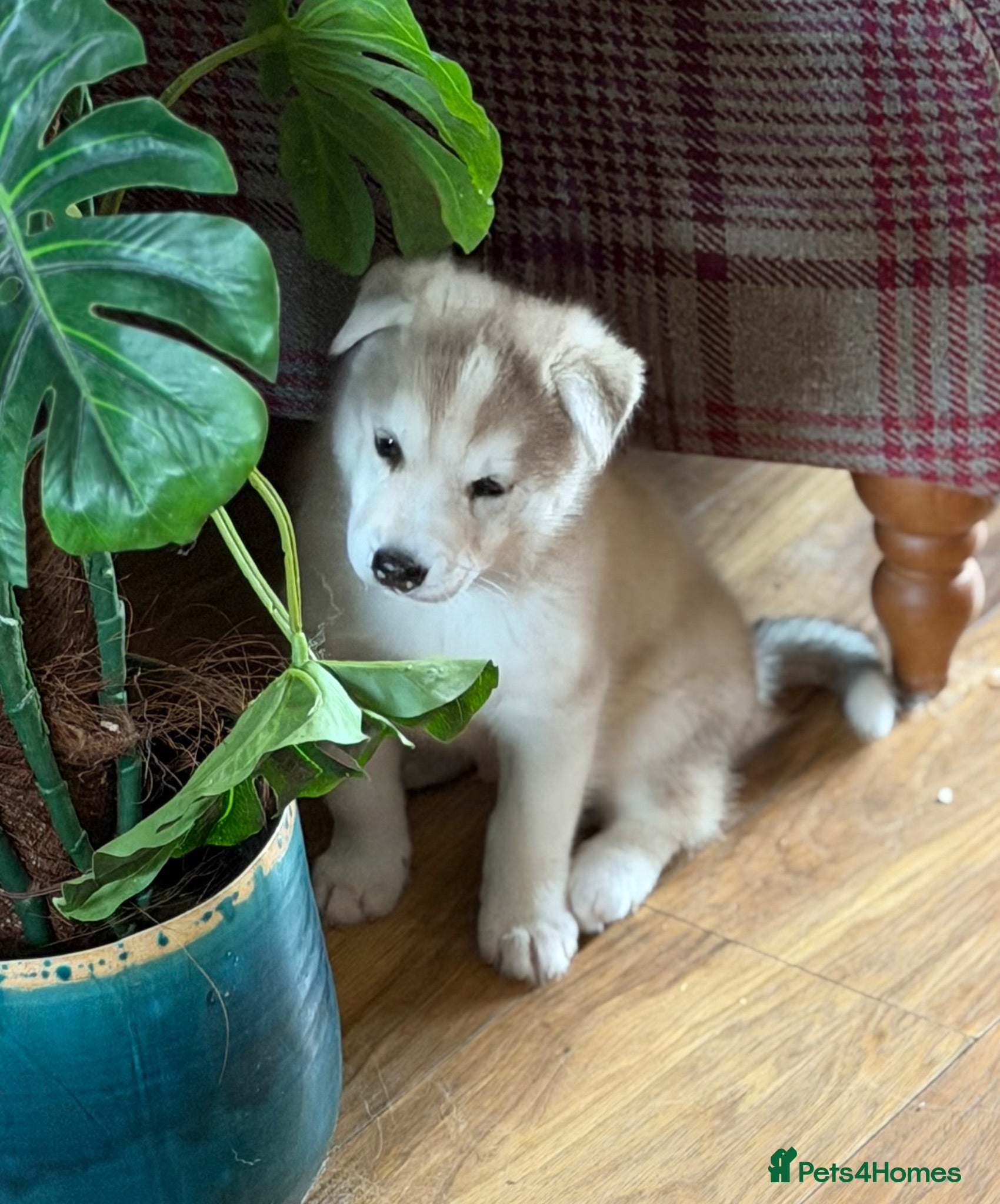 Saarloos Wolfdog dogs Amazing Low Content Wolfdog Puppy  - Advert 2