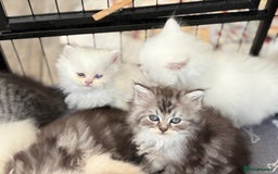 Persian cats for sale: Persian x kittens , 2 separate litters - Advert 21