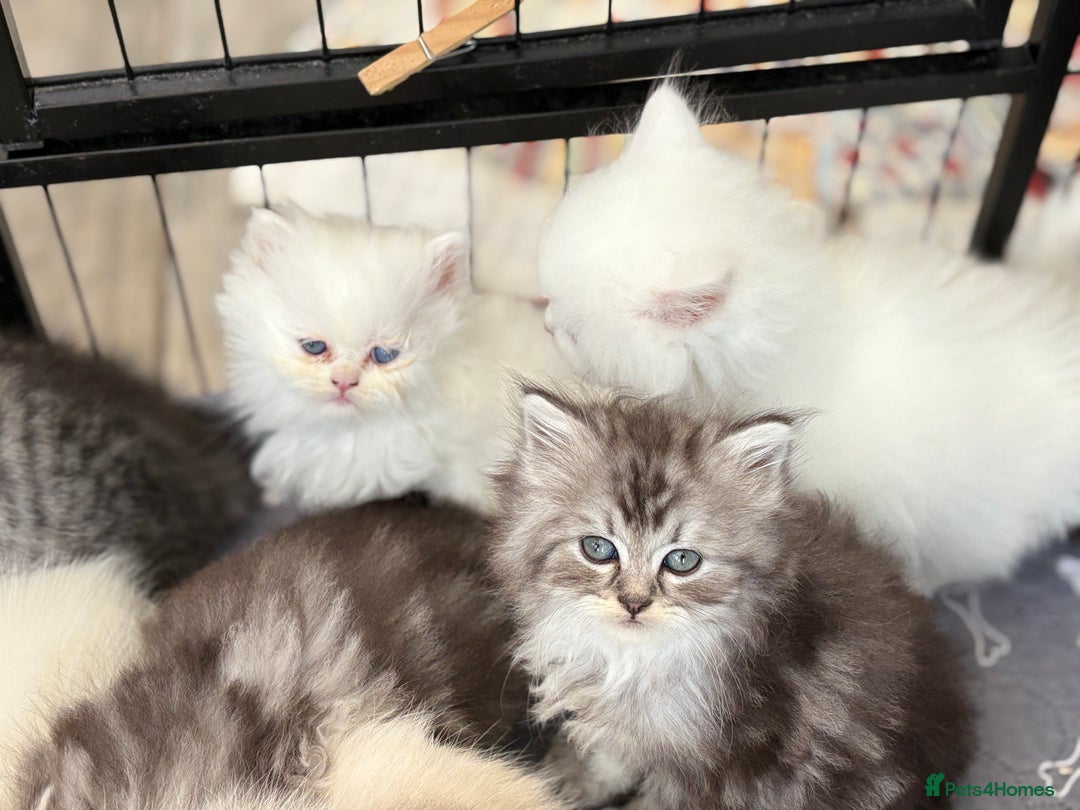 Persian cats for sale: Persian x kittens , 2 separate litters - Advert 21