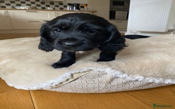 Cocker Spaniel dogs for sale: Kennel Club registered working cockers  - Image 25