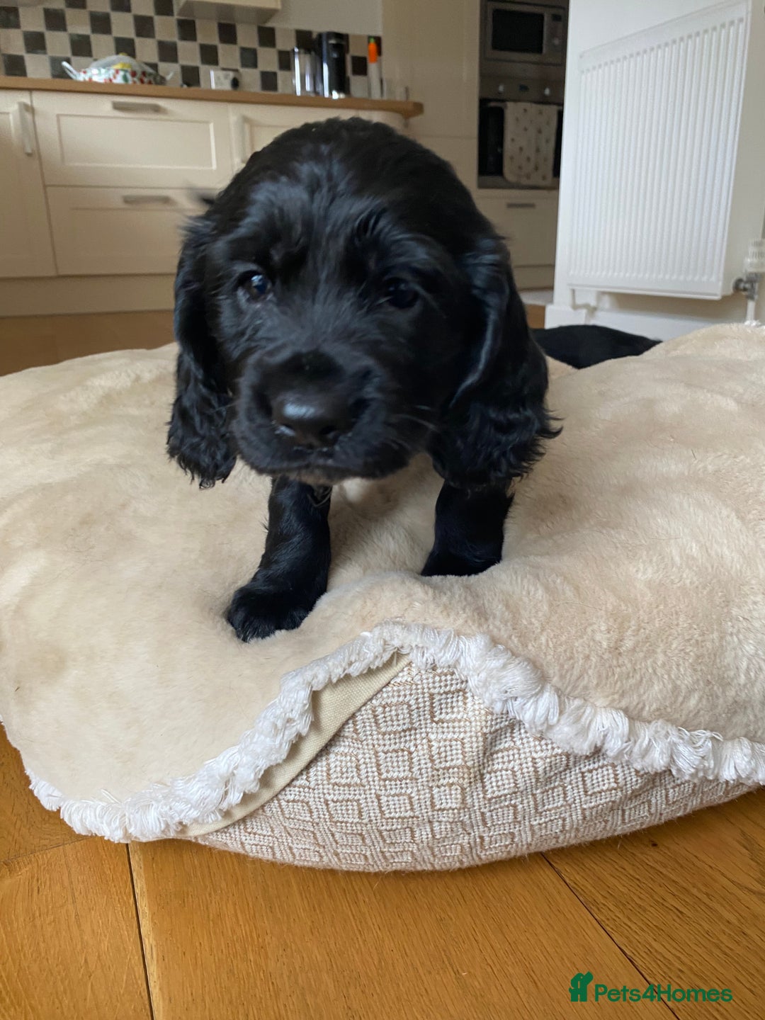 Cocker Spaniel dogs for sale: Kennel Club registered working cockers  - Image 25