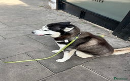 Mixed Breed dogs for sale: Blue nose staffy x Siberian husky pups - Image 6