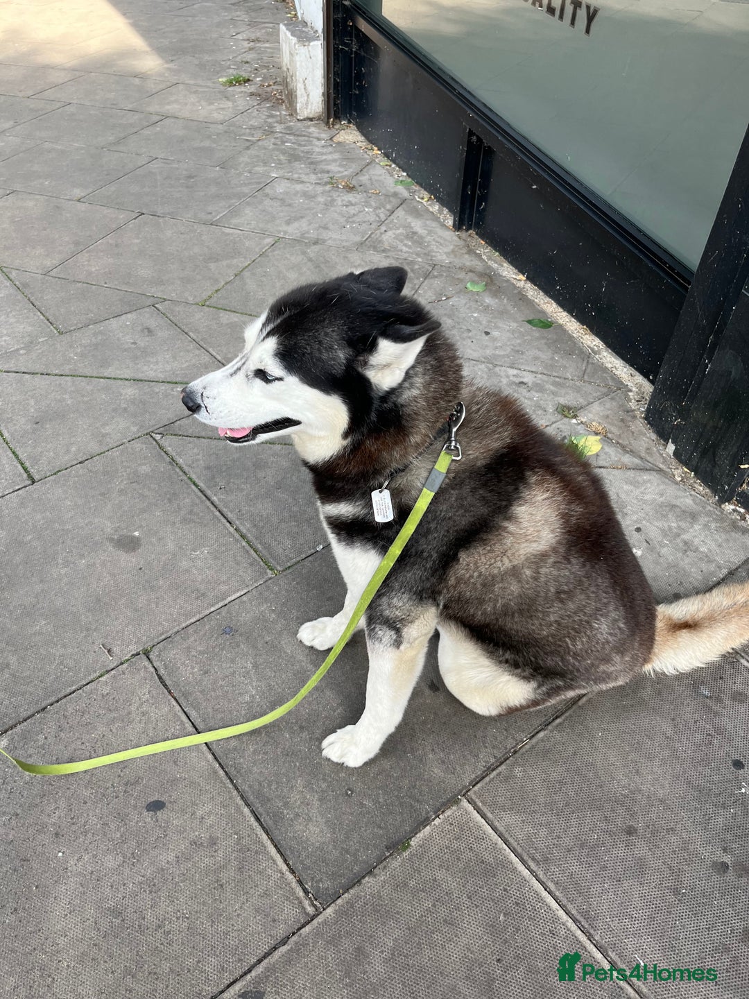 Mixed Breed dogs for sale: Blue nose staffy x Siberian husky pups - Image 6