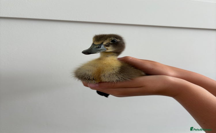Ducks poultry - Advert 12