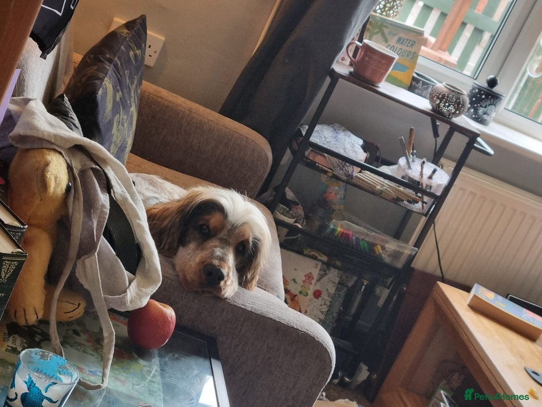 Cocker Spaniel dogs for sale: Loving, loyal and adventurous cocker  - Image 21