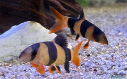 Other/Mixed Breed fish for sale: Tropical fish  - Image 11