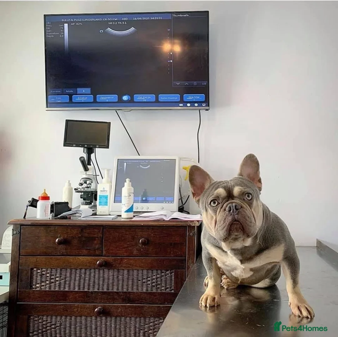 French Bulldog dogs for stud: BEAUTIFUL LILAC AND TAN FRENCH BULLDOG in Sunderland - Advert 8