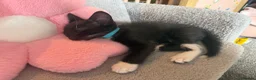 Mixed Breed cats for sale: 5 kittens available now - Advert 16