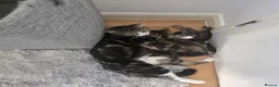 Mixed Breed cats for sale: 4 beautiful kittens looking for loving homes 🐾 - Advert 17