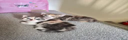 Munchkin cats for sale: Beautiful girls  - Advert 3