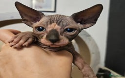 Sphynx cats for sale: Sphynx kittens  - Image 5