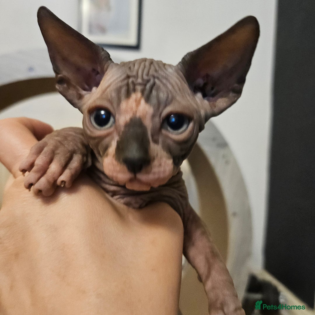 Sphynx cats for sale: Sphynx kittens  - Image 5