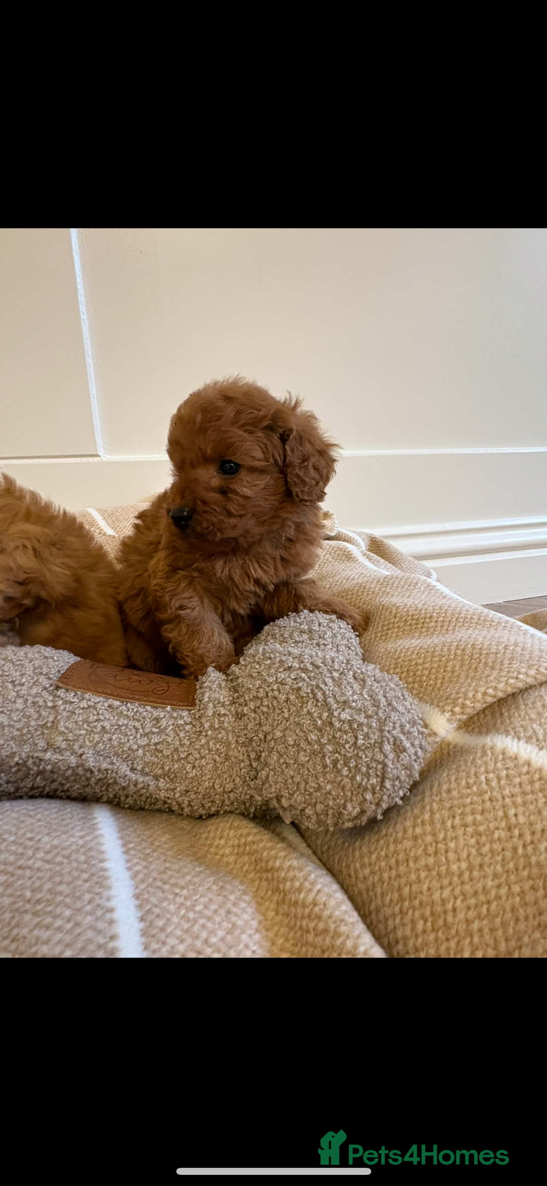 Cavapoo dogs for sale: LICENSED BREEDER QUALITY HEALTH TESTED CAVAPOOS - Advert 6