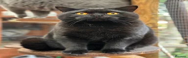 British Shorthair Black - Cosmos