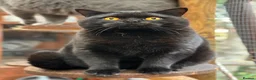 British Shorthair cats for sale: 2 Gorgeous British Boys Available - Advert 2